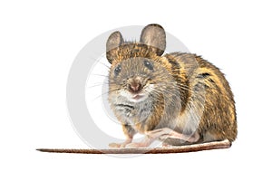 Scared mouse isolated on white background