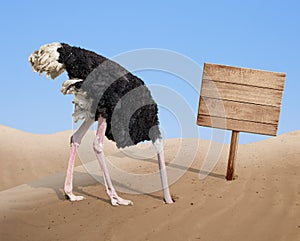 Scared ostrich burying head in sand near blank