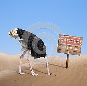 Scared ostrich burying head in sand under danger