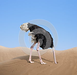 Scared ostrich burying its head in sand photo