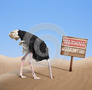 Scared ostrich with head in sand near warning quarantine wooden signboard.