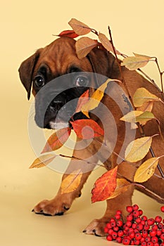 A scared puppy boxer hid behind a thin twig