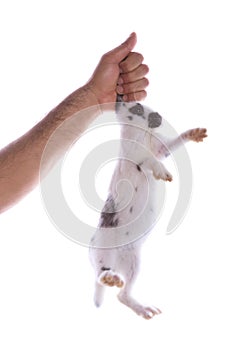 Scared rabbit, ears held