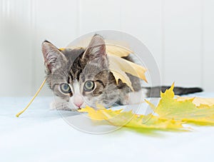 Scared striped kitten hiding in maple leaves