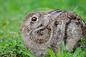 Scared Swamp Rabbit Swamp Hare Sylvilagus aquaticus