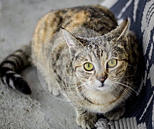 Scared Tabby cat in seek of shelter