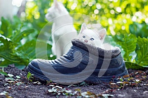 Scared white kitten sitting in old boot