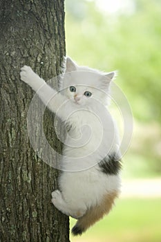 Scared white kitten in tree