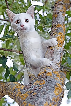 Scared white kitten in a tree