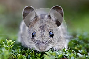 Scared house mouse photo