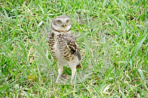 Scared yellow eyes owl on grass