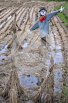 Scarescrow in rice field in asia