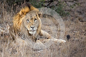 Scarface Lion