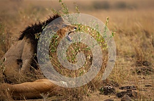 Scarface Lion with lioness, Masai Mara