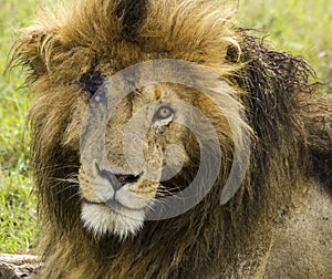 Scarface Marsh Lion Africa