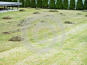 scarification of moss and thatch