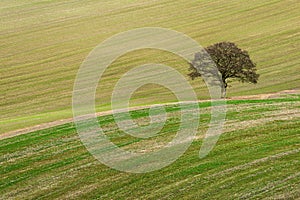 Scarified field with lone Oak tree
