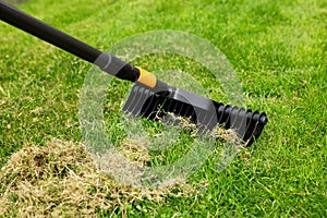 scarifying lawn with scarifier rake. dead grass removal photo