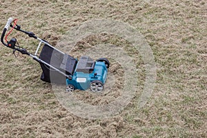 Scarifying lawn with scarifier, scarifies the lawn and removal of old grass