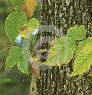 Chipmunk tree Connecticut fall