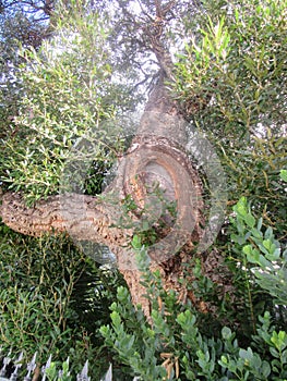 Scaring of Trunk of Tree