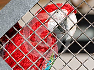 Scarlet Ara parrot cage