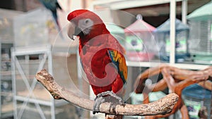 Scarlet ara parrot close up in exotic bird market