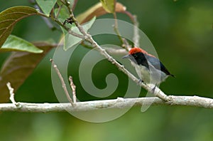 Scarlet-backed Flowerpecker