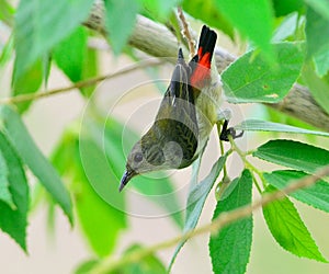 Scarlet-backed Flowerpecker