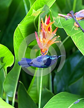 Scarlet-backed Flowerpecker