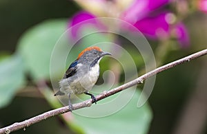 Scarlet-backed Flowerpecker - a beautiful bird in the wild nature of Vietnam