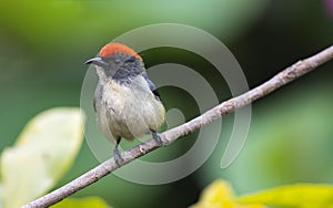 Scarlet-backed Flowerpecker - a beautiful bird in the wild nature of Vietnam