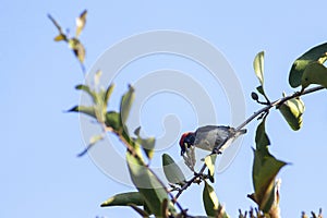 Scarlet-backed flowerpecker birdDicaeum cruentatum on a tree,