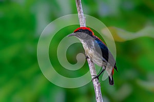 Scarlet-backed Flowerpecker or Dicaeum cruentatum, beautiful bird perching on branch with green background in Thailand