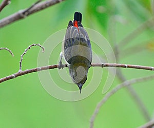 Scarlet-backed Flowerpecker photo