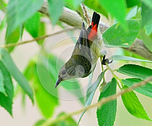 Scarlet-backed Flowerpecker photo