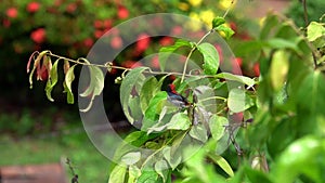 Scarlet-backed Flowerpecker Dicaeum cruentatum Sitting on Tree Branch