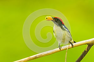 Scarlet-backed Flowerpecker photo