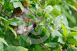 The scarlet-backed flowerpecker is a species of passerine bird.
