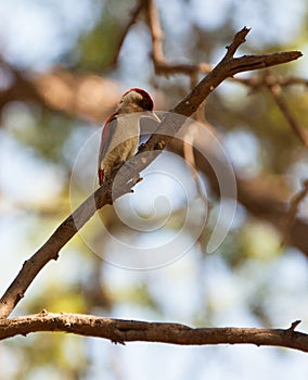 Scarlet-backed Woodpecker on tree