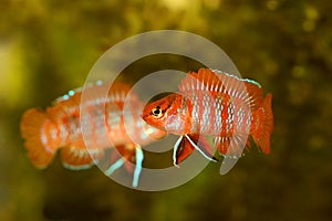 Scarlet badis badis percoid aquarium fish Dario Dario