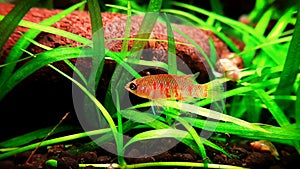 Scarlet badis, Dario dario tropical freshwater fish