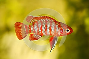 Scarlet badis badis percoid aquarium fish Dario Dario photo