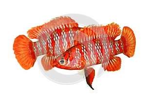 Scarlet badis badis percoid aquarium fish Dario Dario