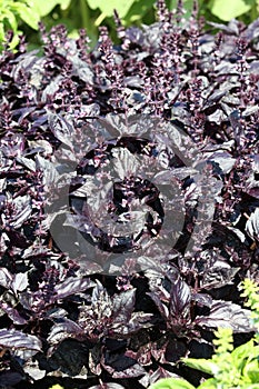 Scarlet basil, Ocimum basilicum var. purpurascens on the herb bed