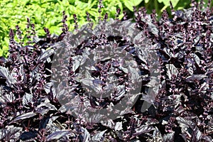 Scarlet basil, Ocimum basilicum var. purpurascens on the herb bed