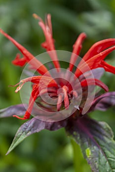 Scarlet Bee Balm