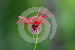 Scarlet Bee balm at Lake Winfield Scott