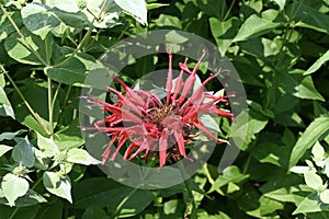 Scarlet Bee Balm