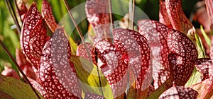 Scarlet Belle Carnivorous Plants